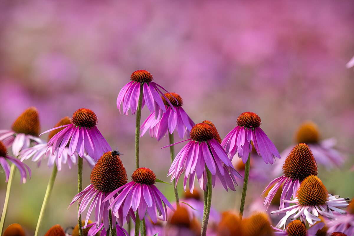 Purple coneflowers in soft daylight