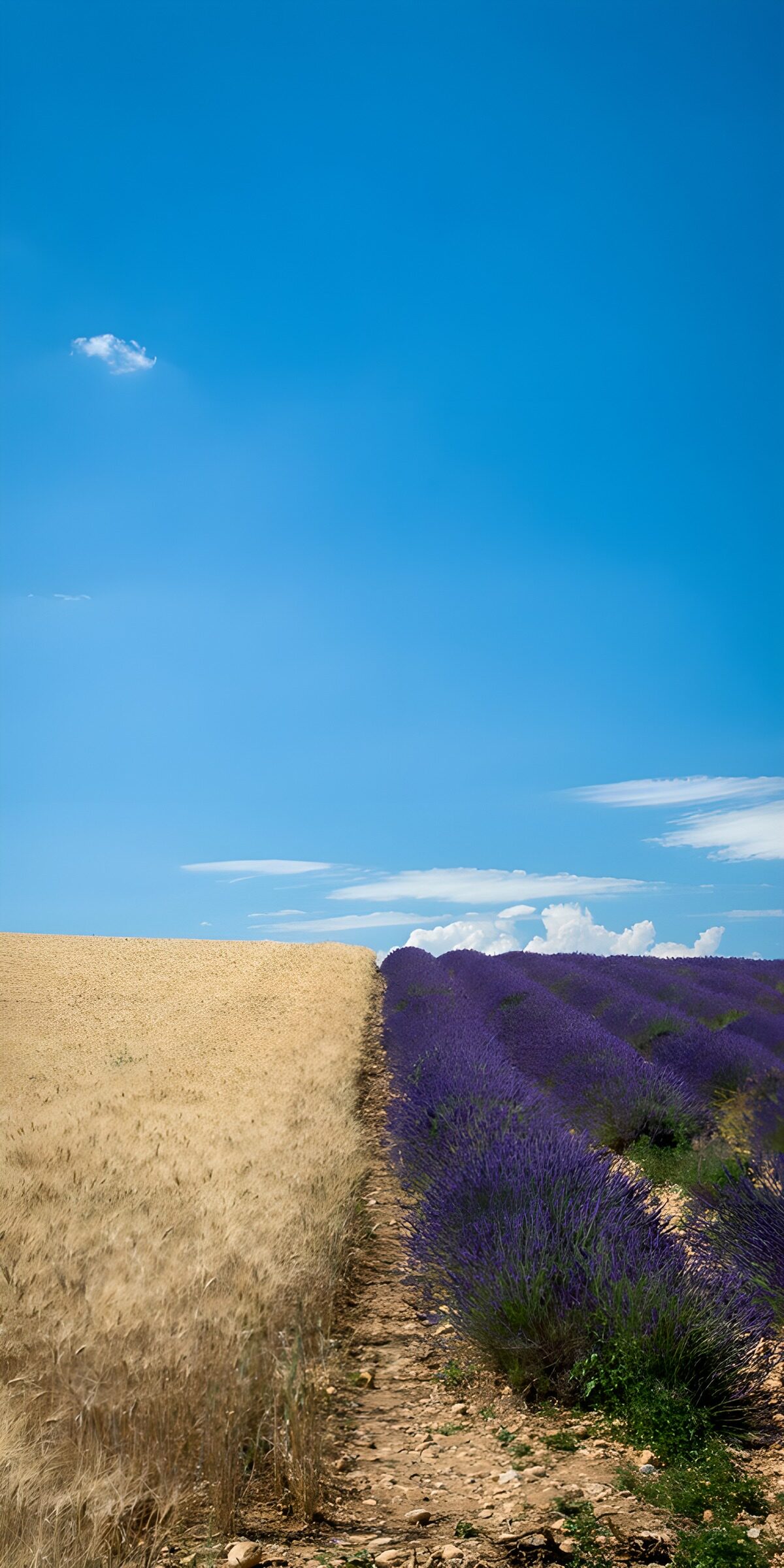 Sunlit grain and lavender fields