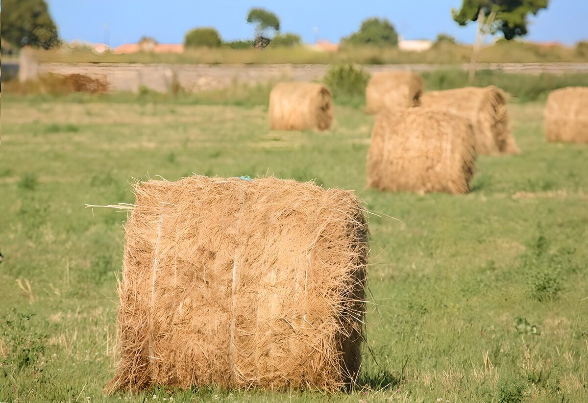 Golden hay bales in a sunlit field