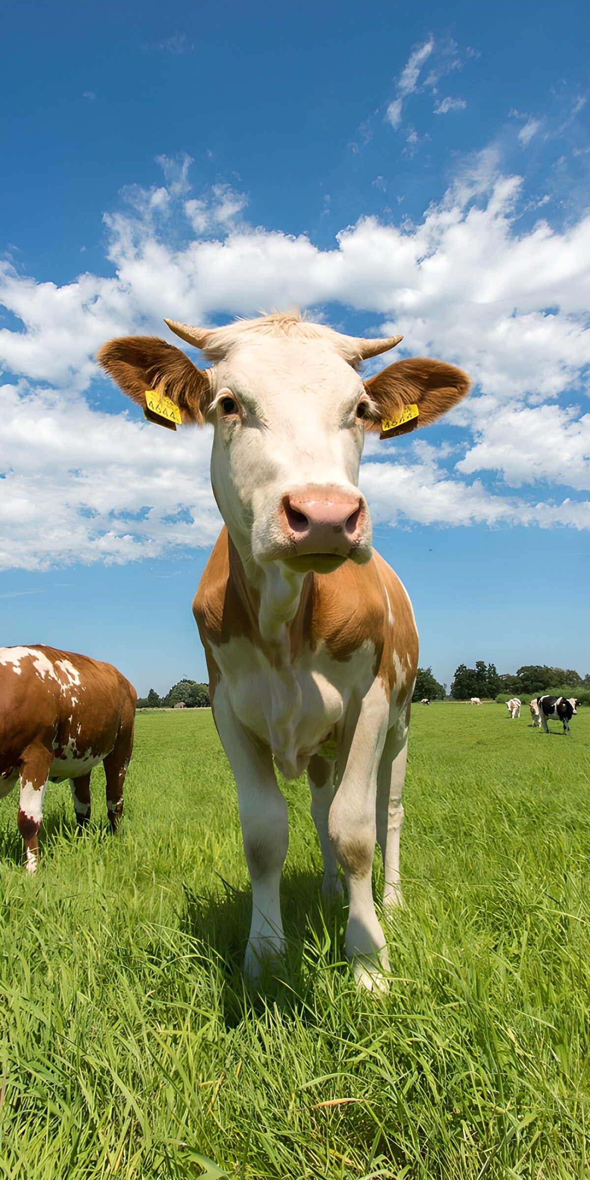 Brown-and-white cow beneath a blue sky