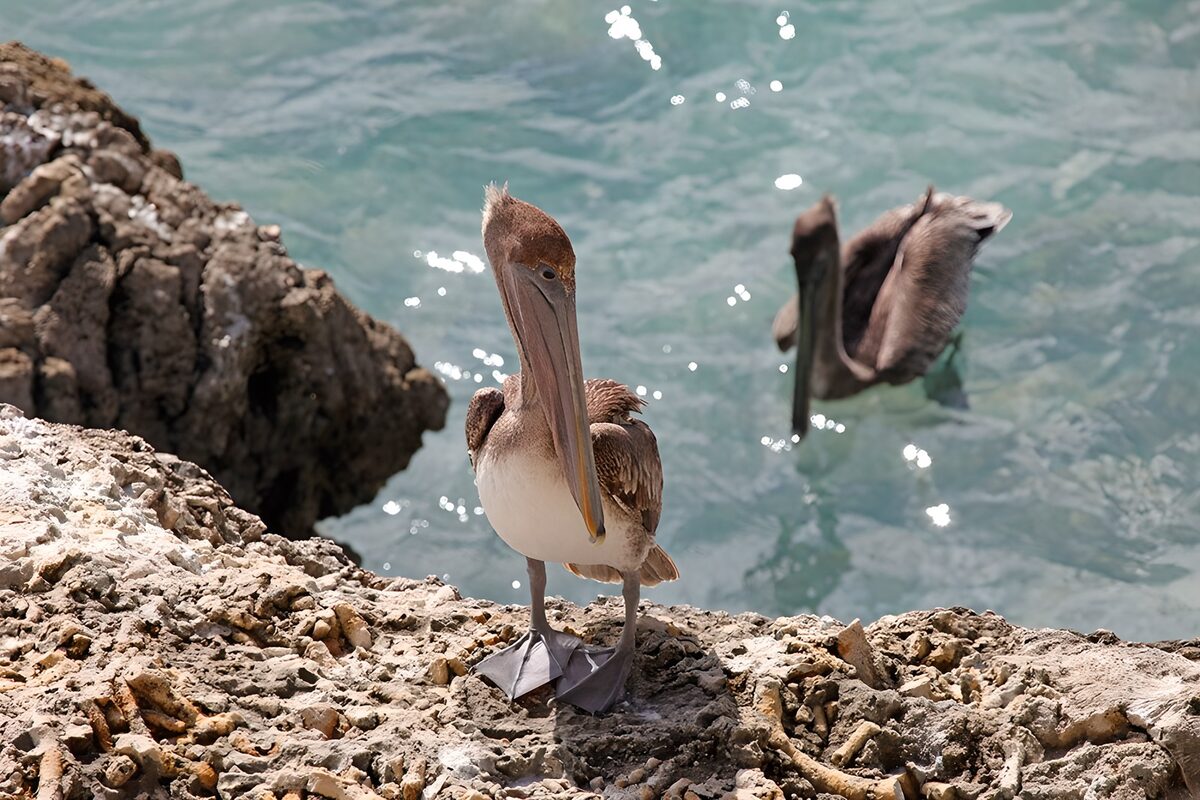 Two brown pelicans by sunlit rocks
