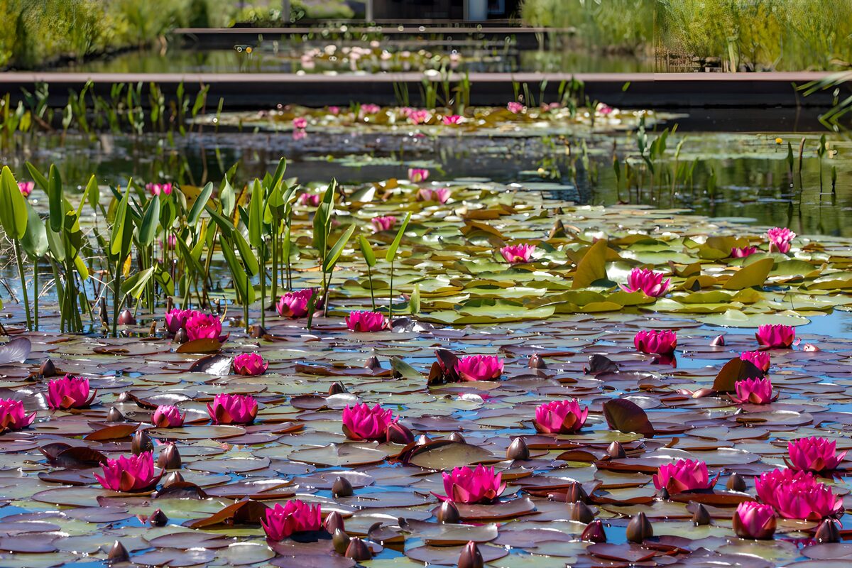 Pink water lilies on a quilt of leaves
