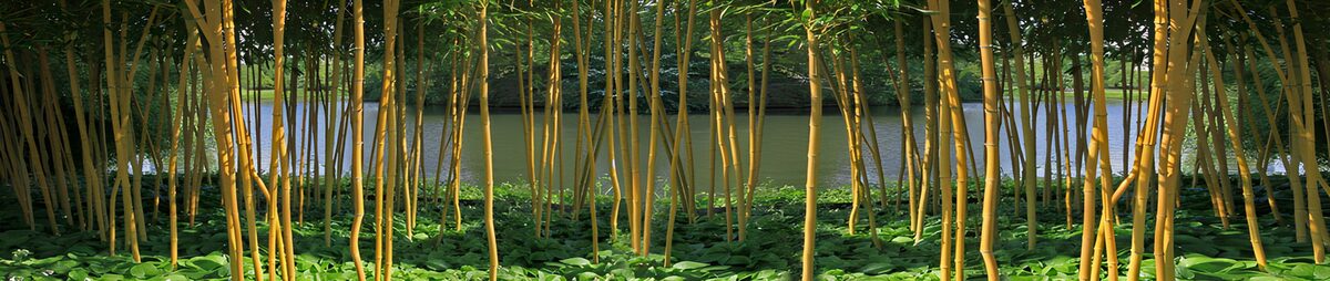 Sunlit bamboo beside a shaded lake