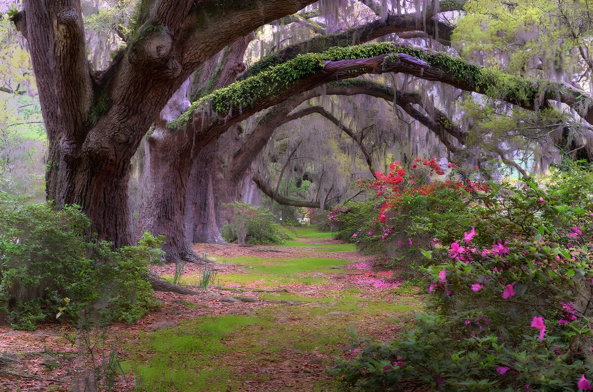 Shaded path beneath moss-draped trees