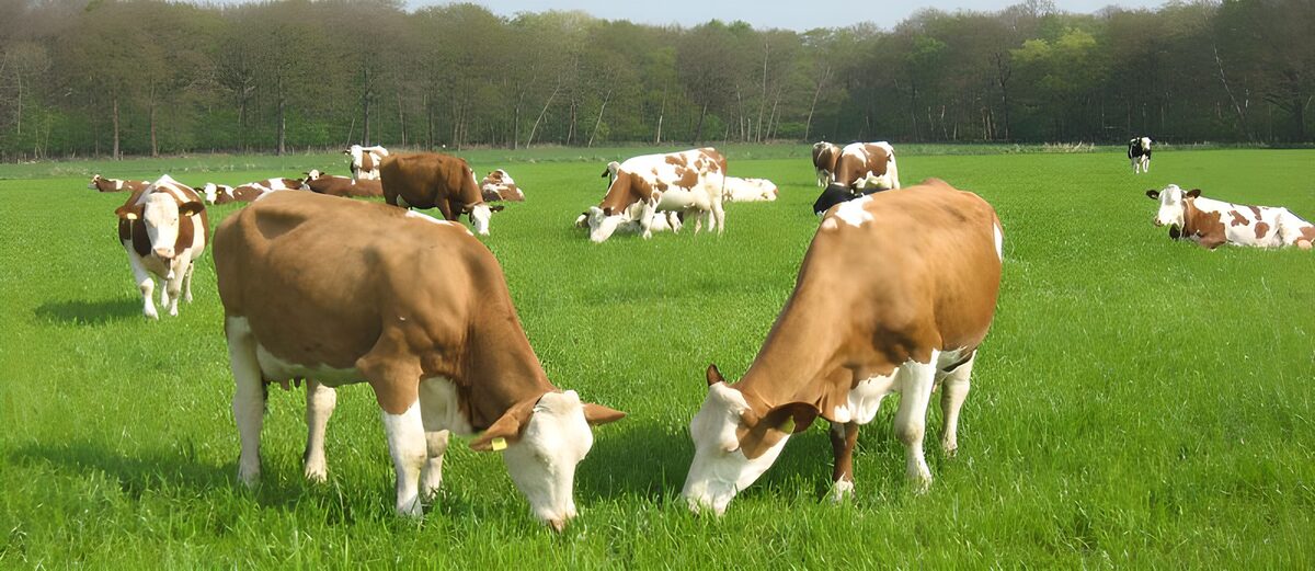 Brown-and-white cows in a sunny meadow