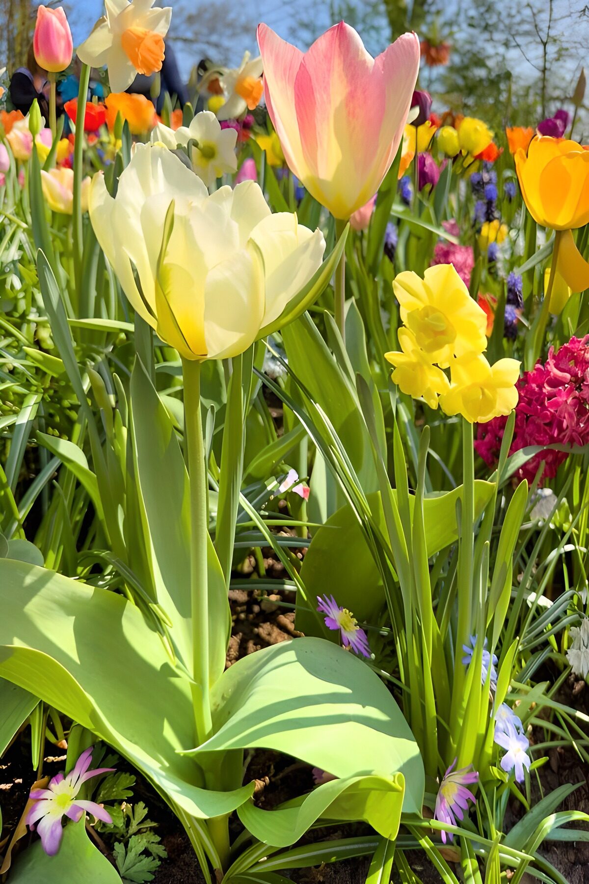 Sunlit tulips and yellow daffodils