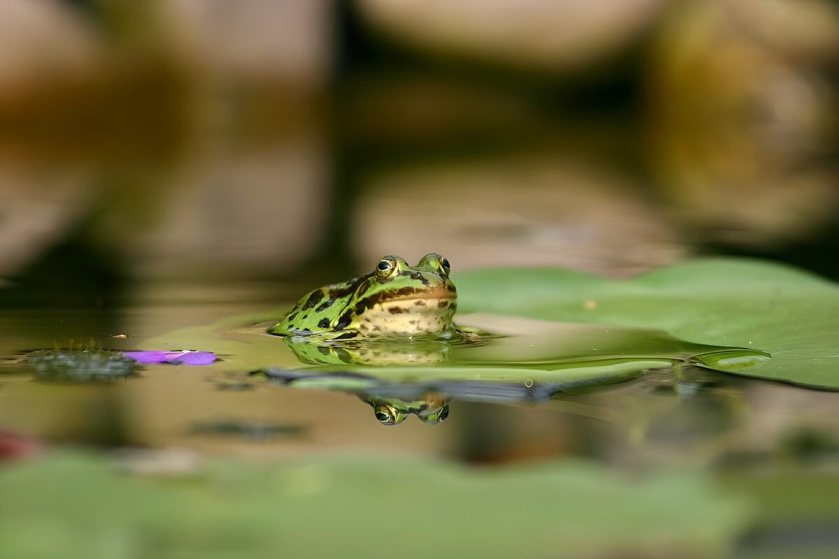 Green frog among still lily pads