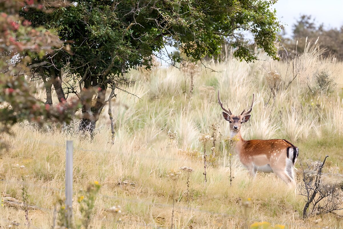 Fallow buck in the quiet, tall grass