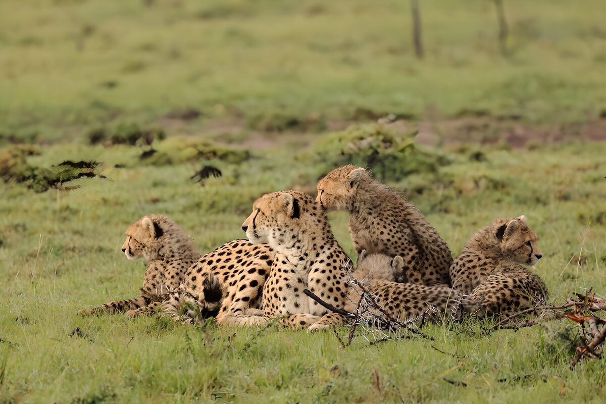 Cheetah and four cubs at rest