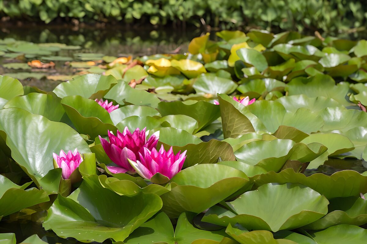 Pink water lilies in the sunshine