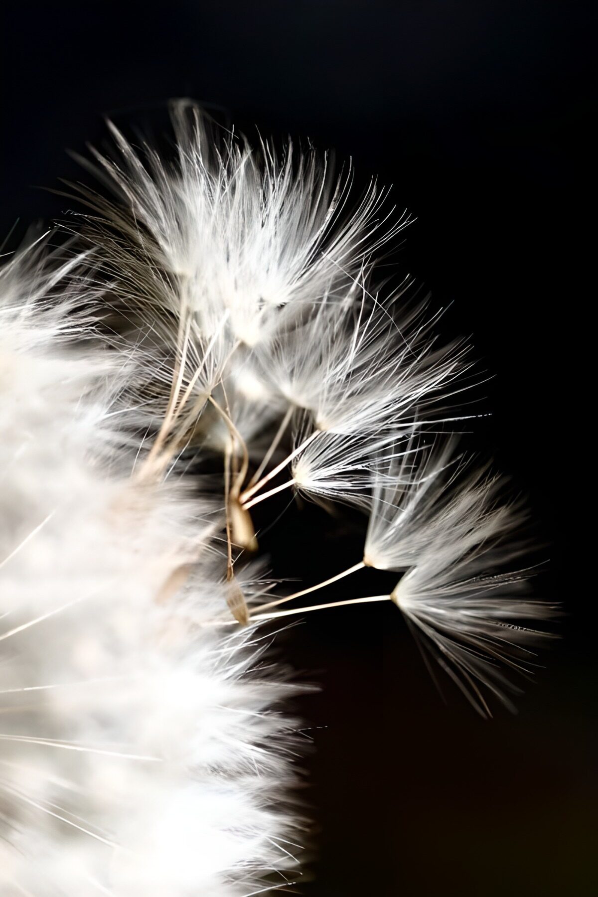 Seed fluff, a whisper in the dark