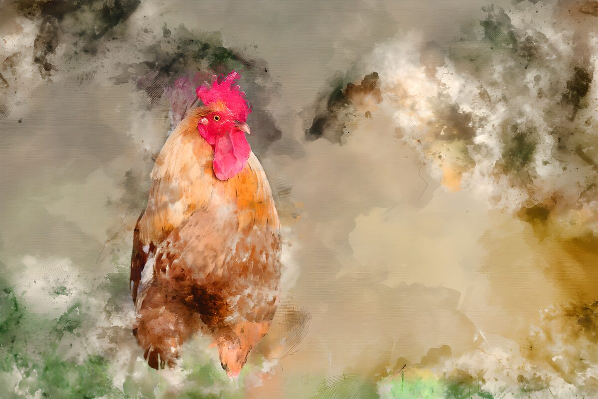 Cockerel in warm watercolour
