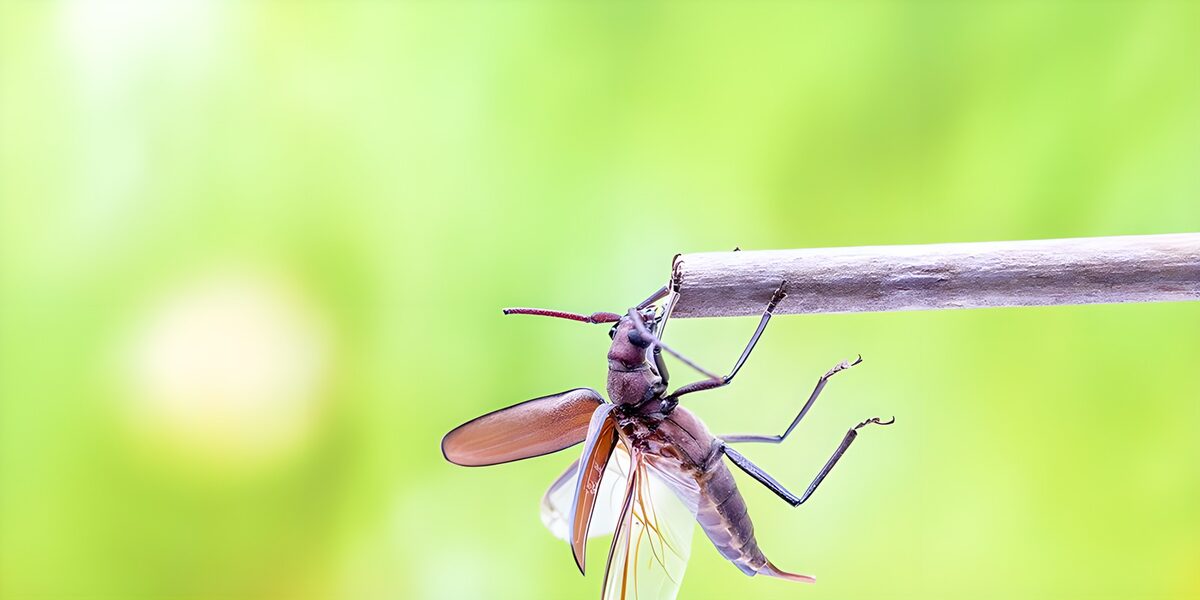 Beetle with wings spread beneath a twig