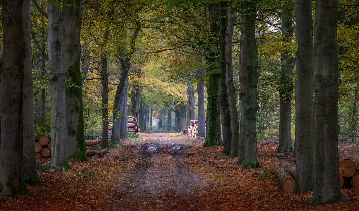 Autumn woodland track and stacked logs