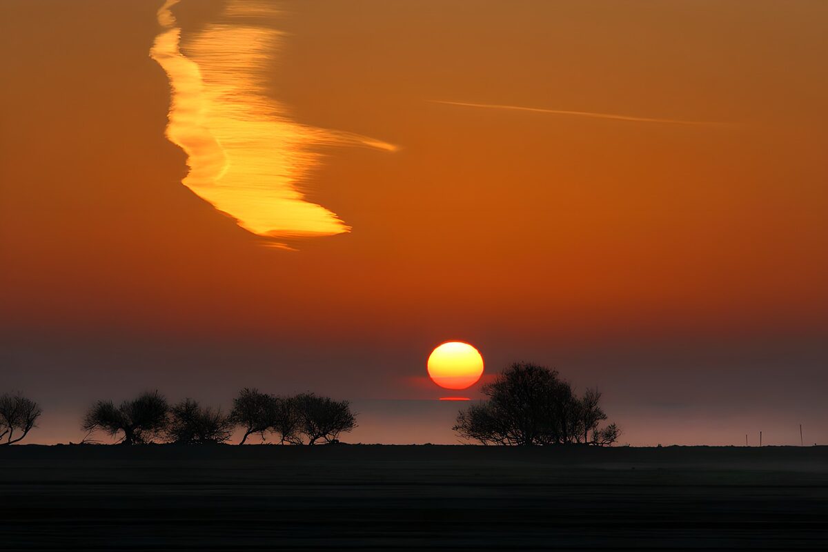 Orange sunset above silhouetted trees