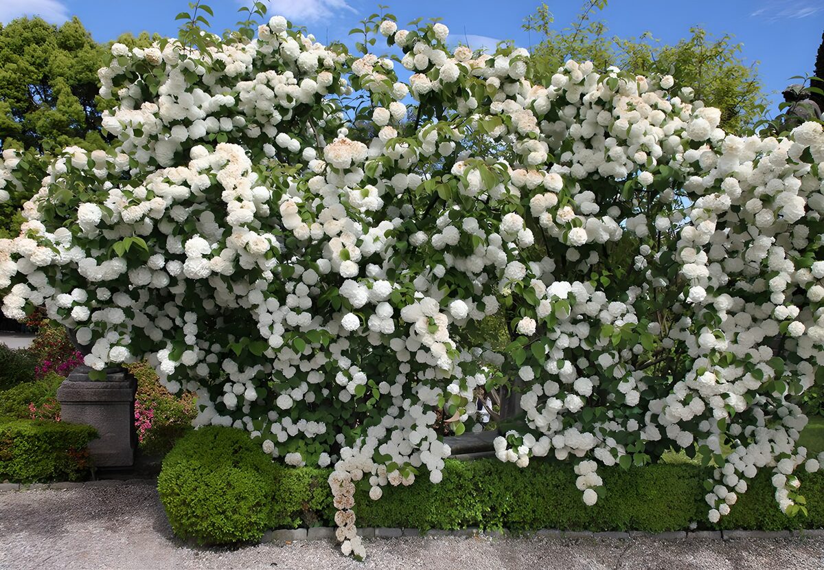 White flowering shrub in the sunshine