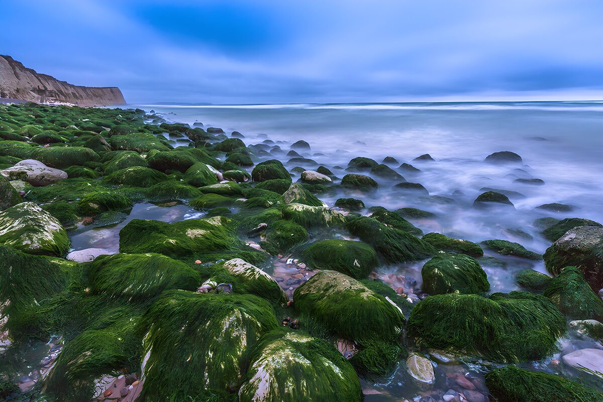 Seaweed-covered rocks and soft blue waves