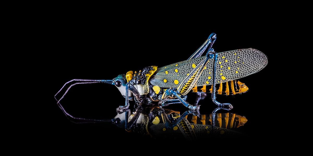 Colourful grasshopper and its reflection