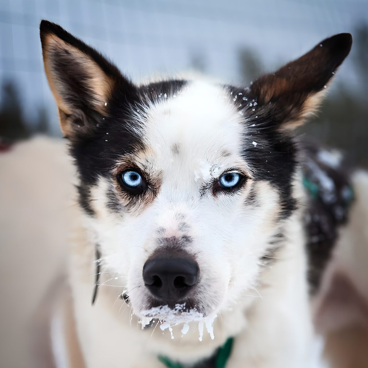 Blue-eyed husky with a frosty face