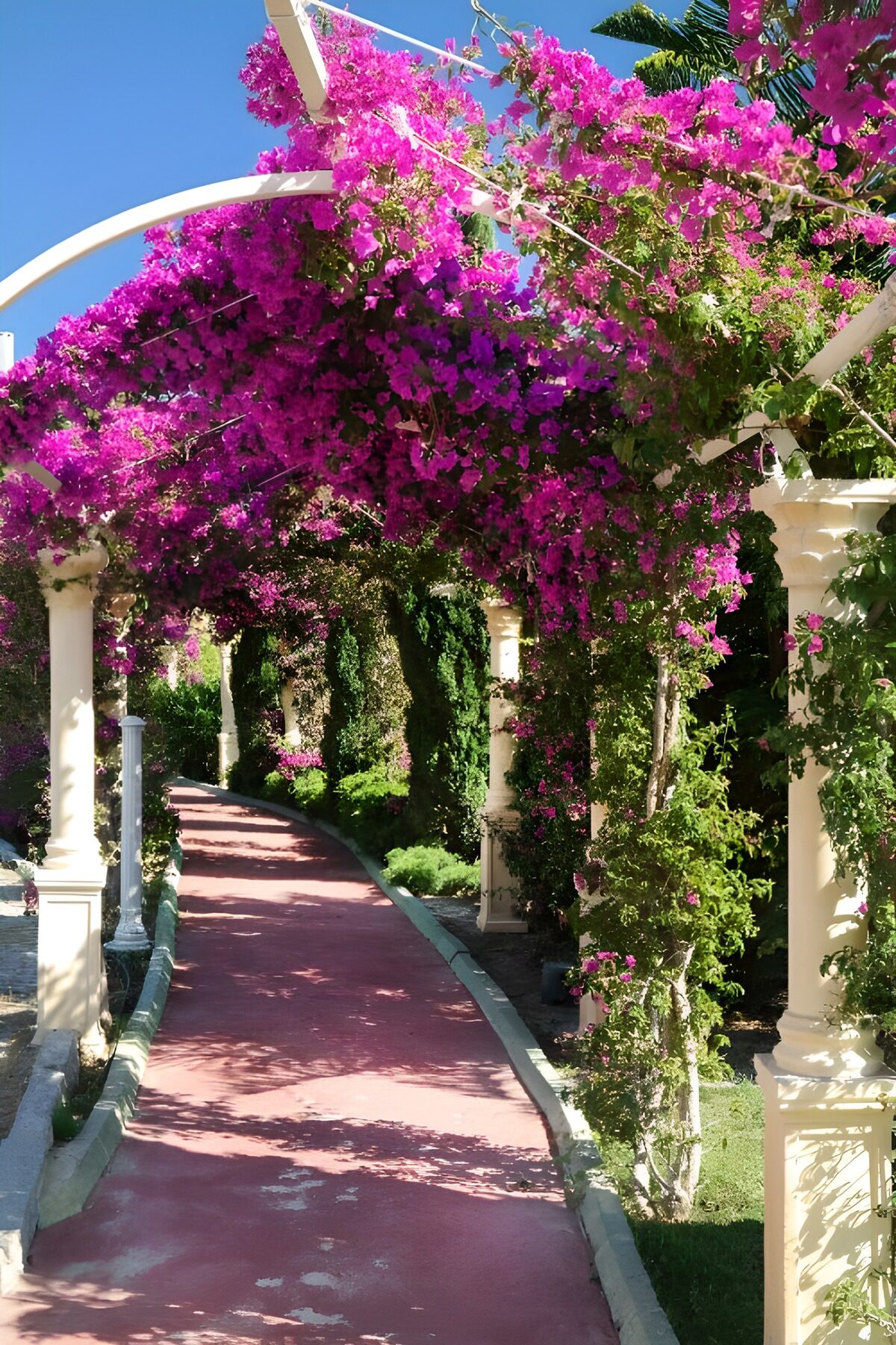 Bougainvillea over a sunlit garden path