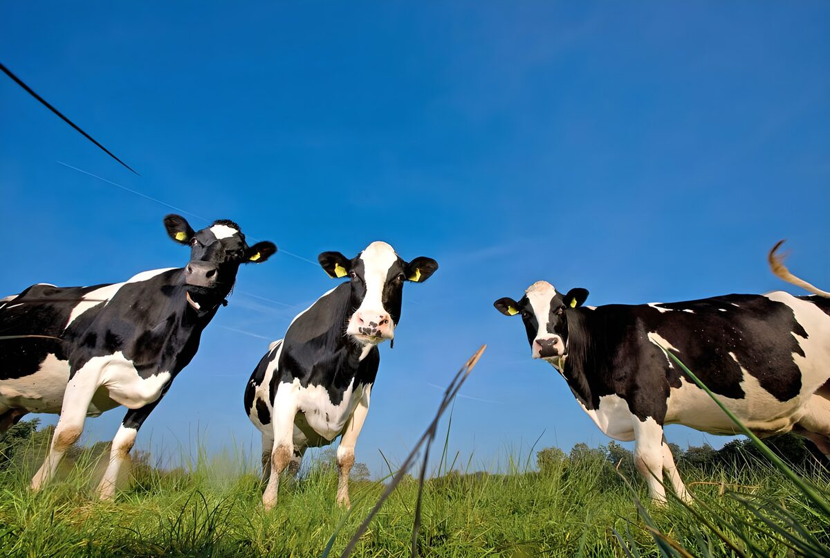 Three curious cows beneath a blue sky