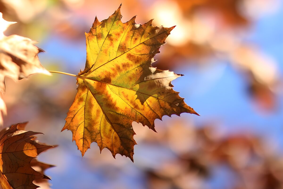 Sunlit maple leaf in autumn colours