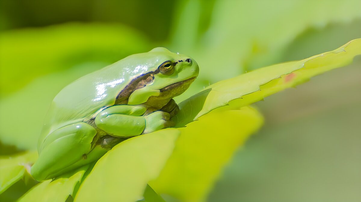 Green frog resting among bright leaves