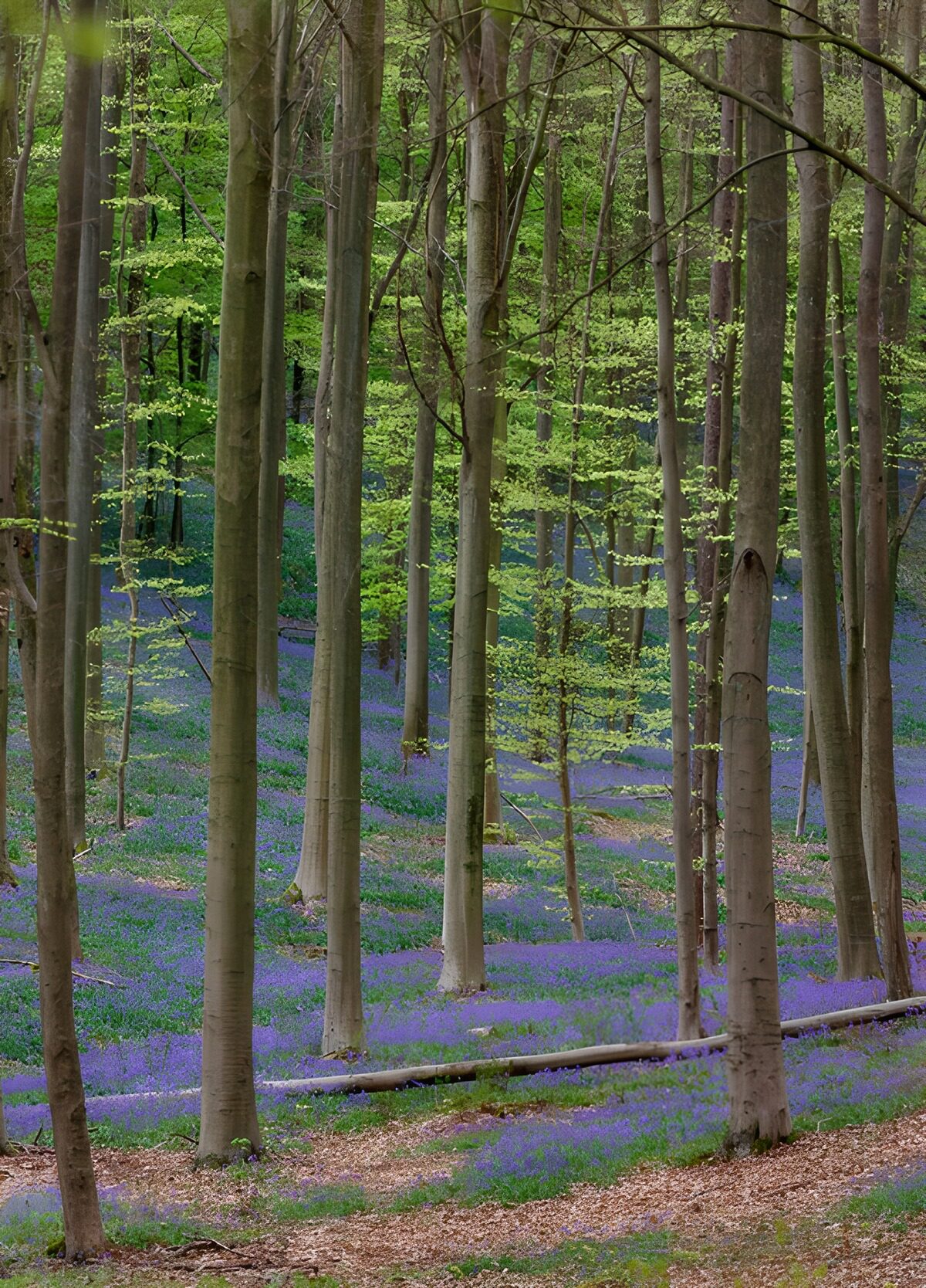 Spring bluebells beneath the beeches