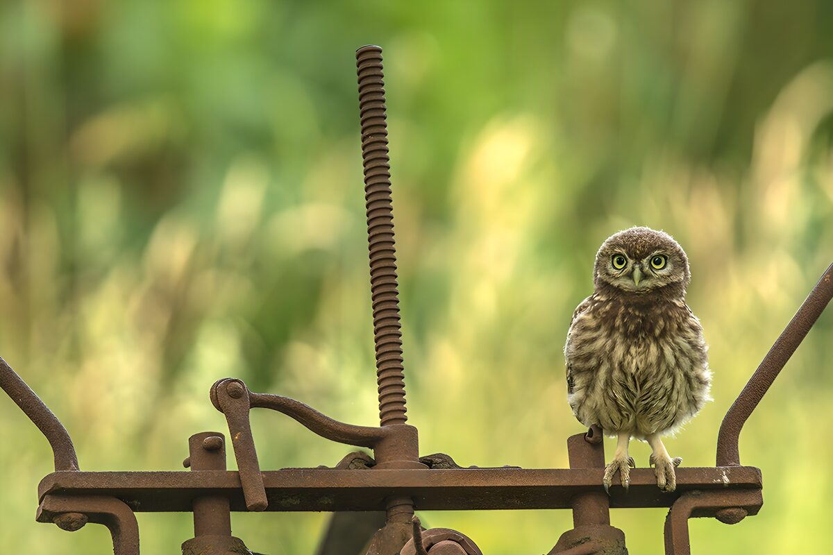 Young little owl on a rusty iron bar