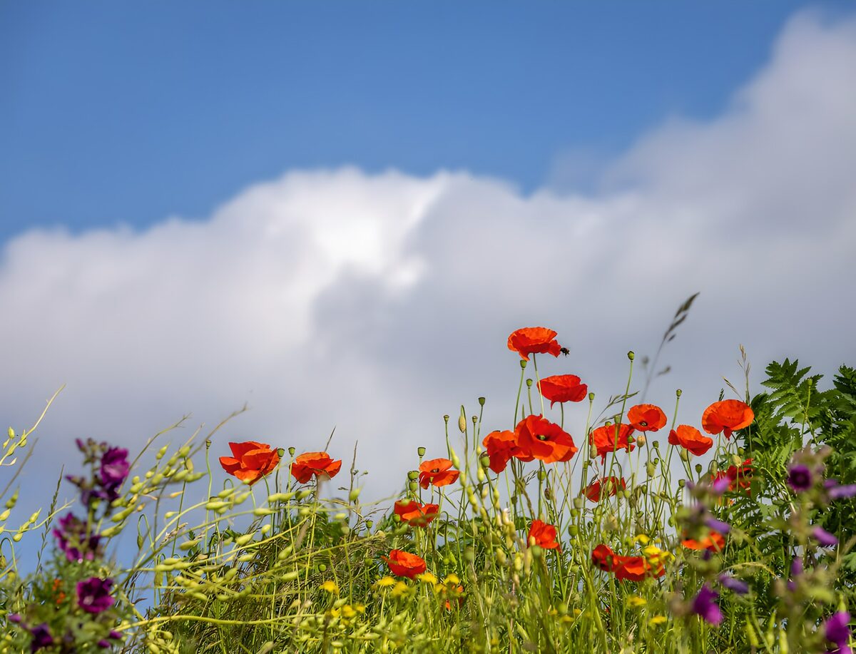 Poppies reaching for the clouds