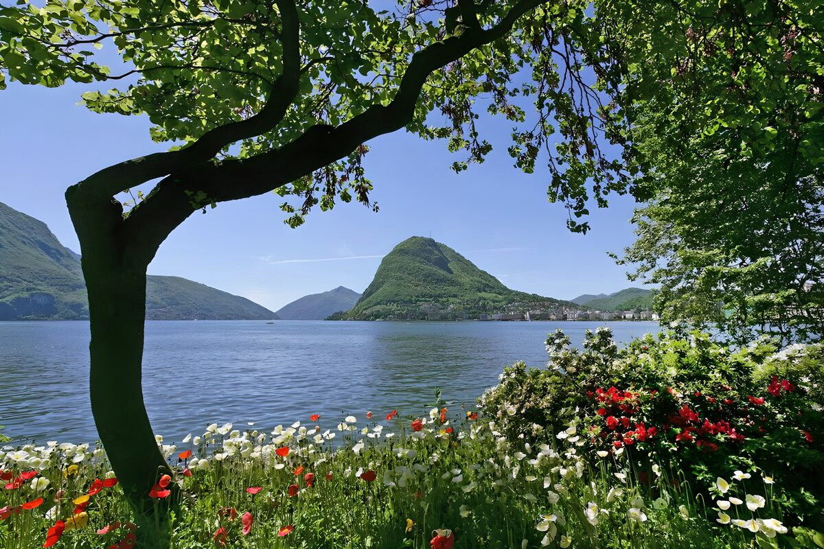 Summer flowers beside a mountain lake