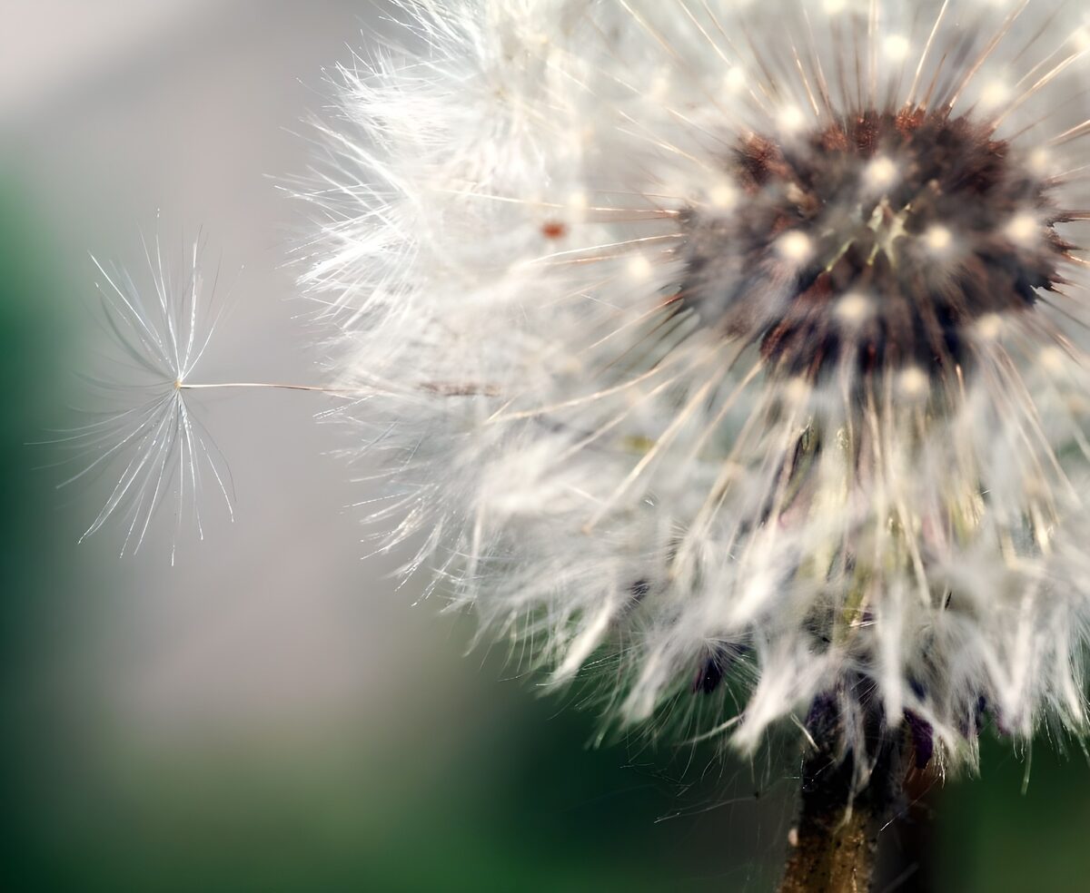 Dandelion seeds in soft light