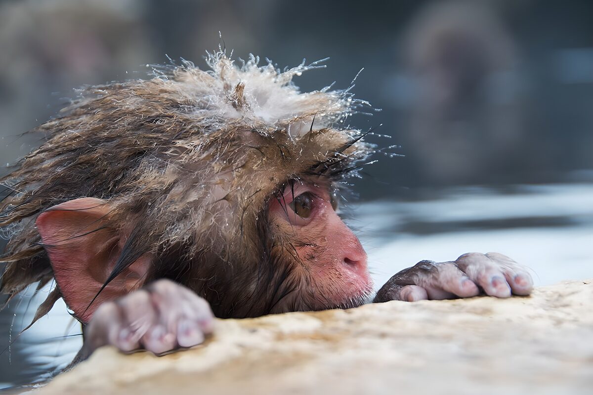 Wet macaque keeping watch from a stone ledge
