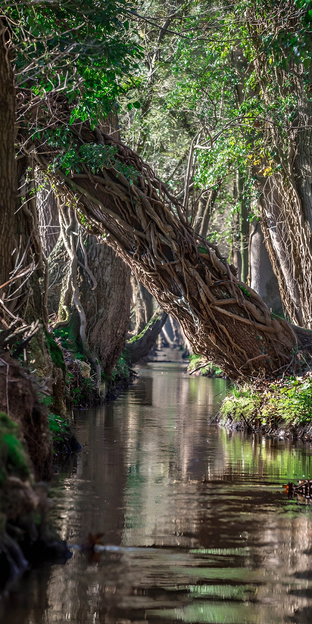 Woodland stream beneath a leaning tree