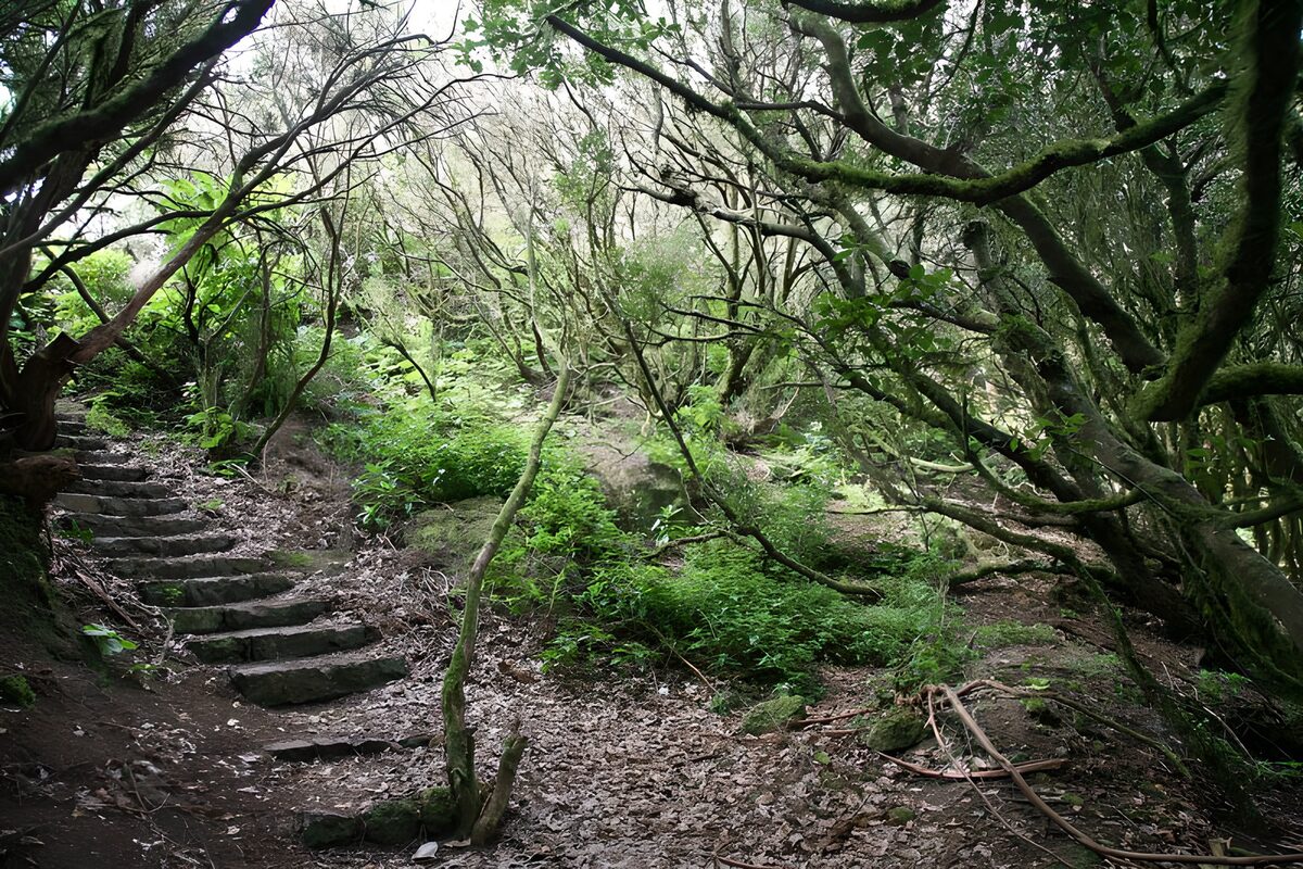 Stone steps into the quiet woods