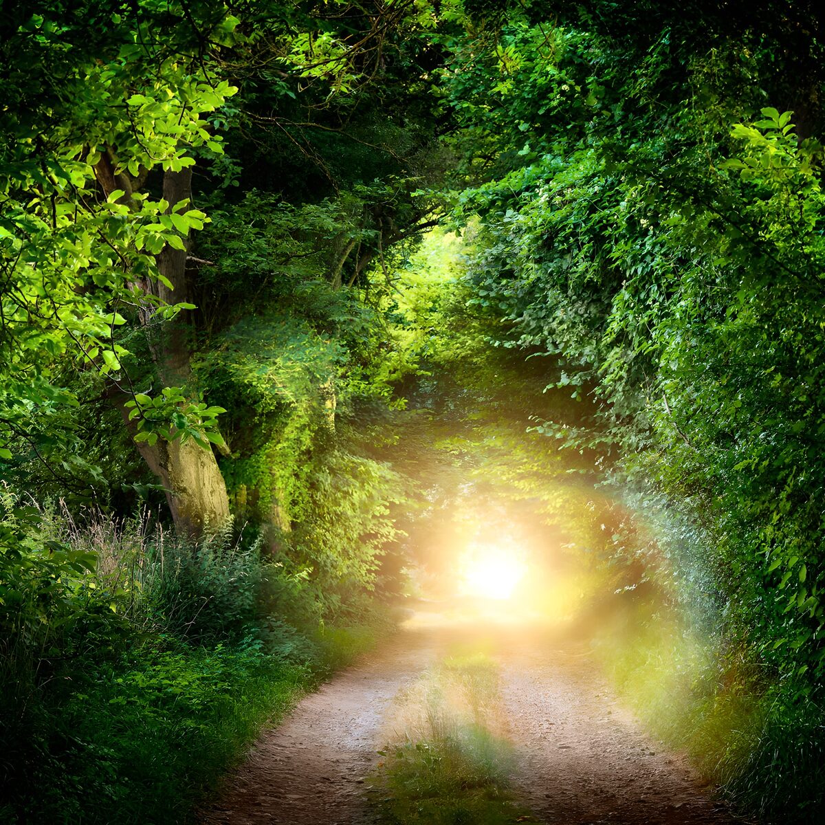 Sandy woodland track in golden sunlight