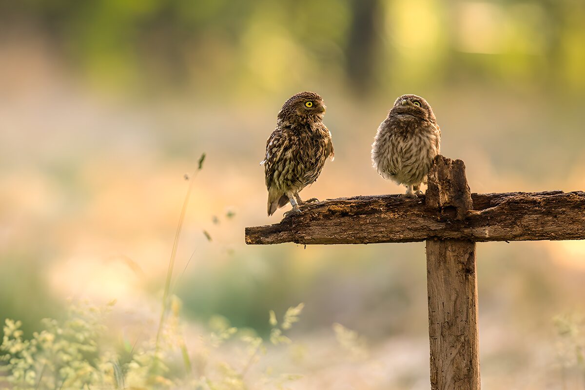 Two owls on a weathered beam