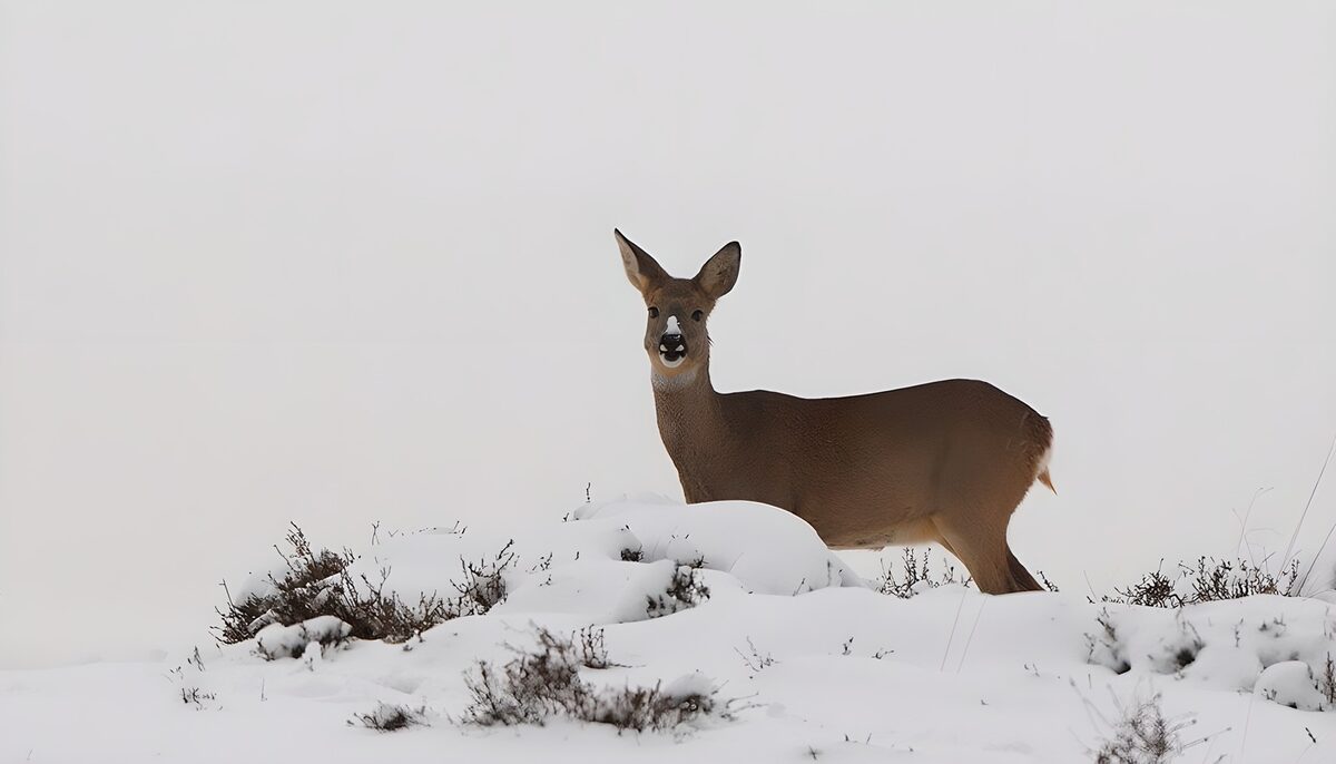 Alert roe deer in the snow
