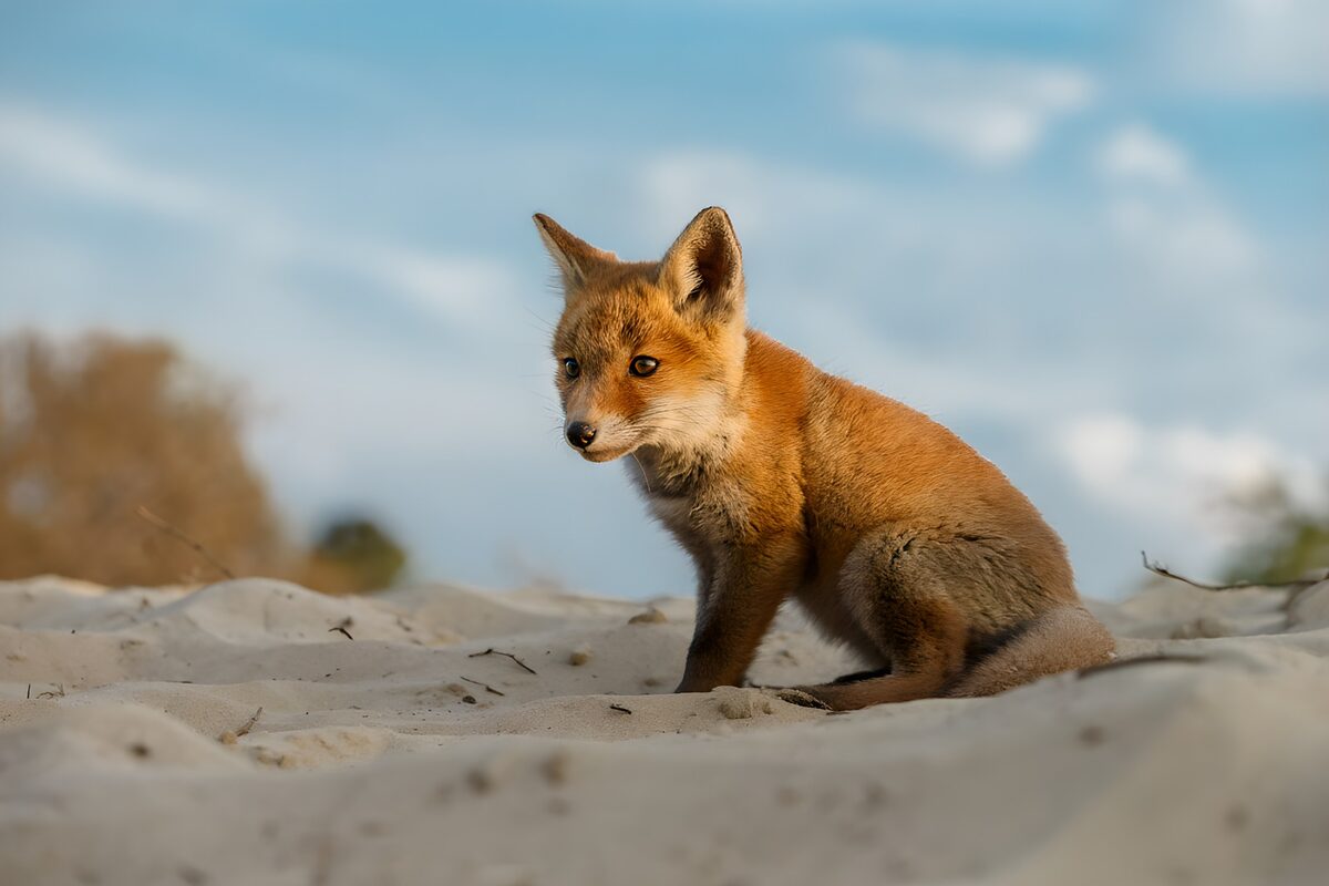 Fox cub sitting watchfully on pale sand