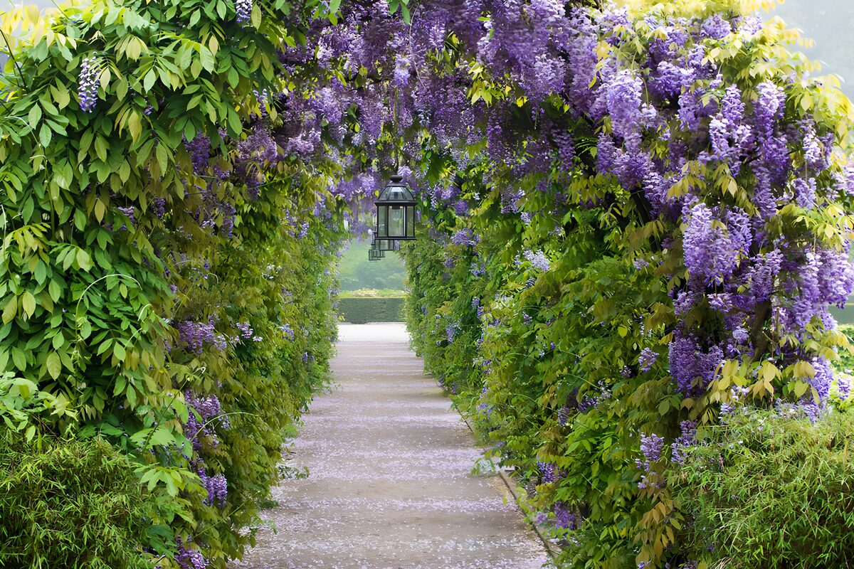 Wisteria walkway in spring