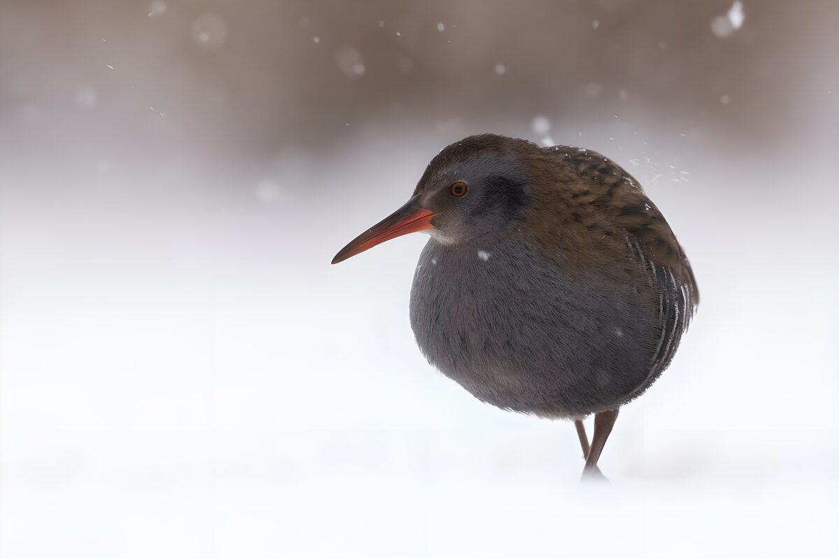 Water rail in softly falling snow