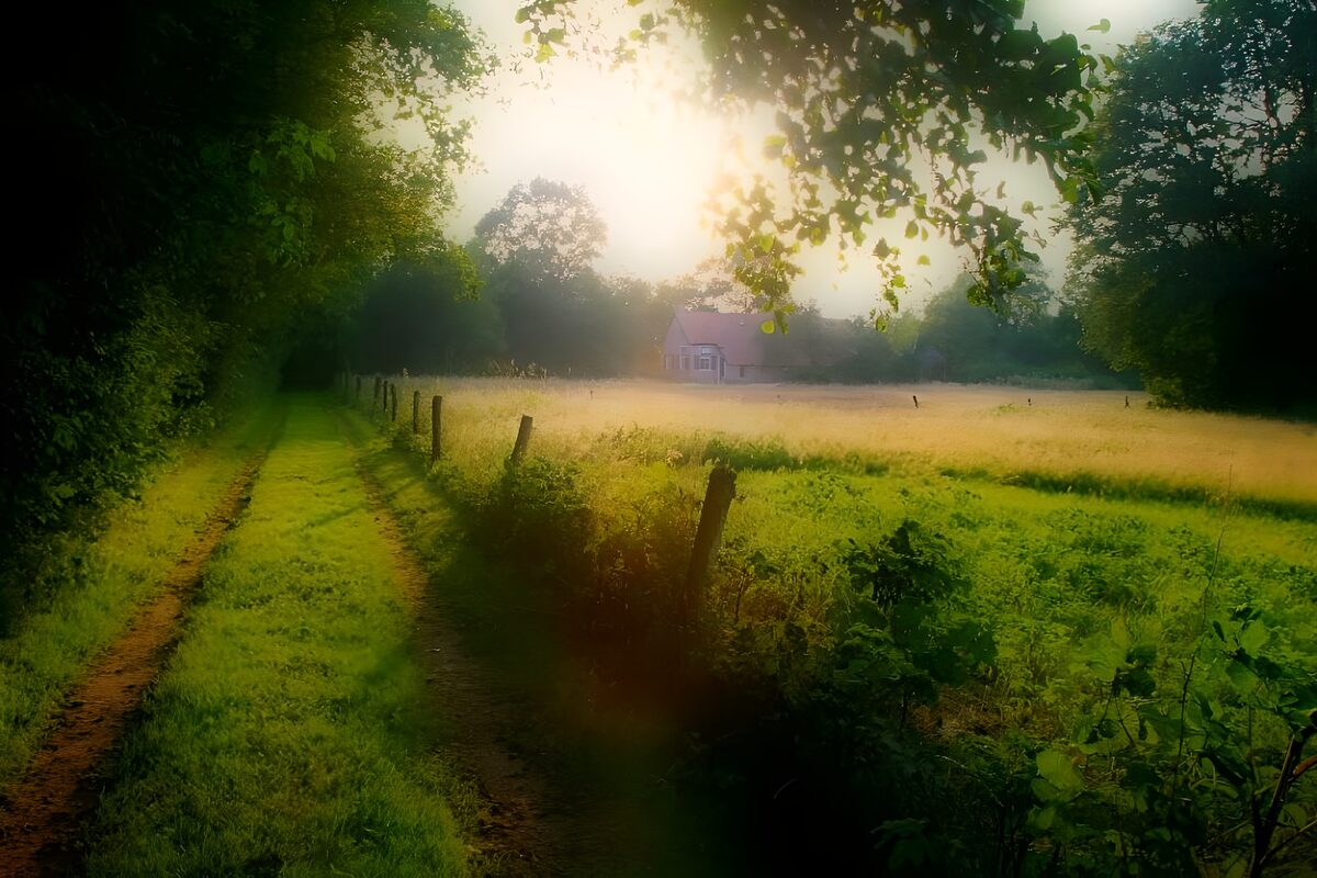 A country track in the morning sun