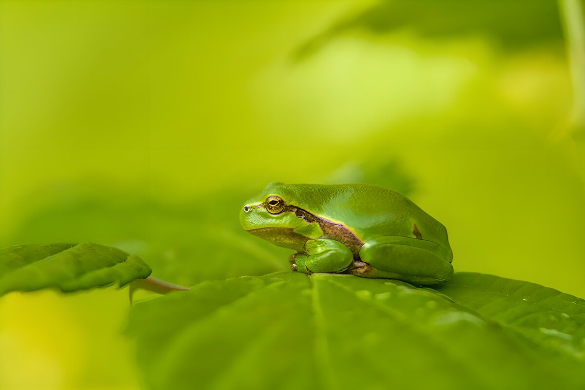 Green frog resting quietly on a leaf