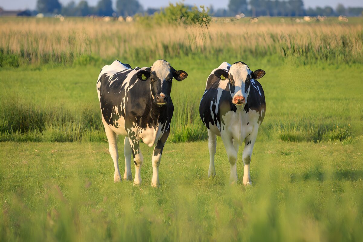 Two black-and-white cows in warm sunlight