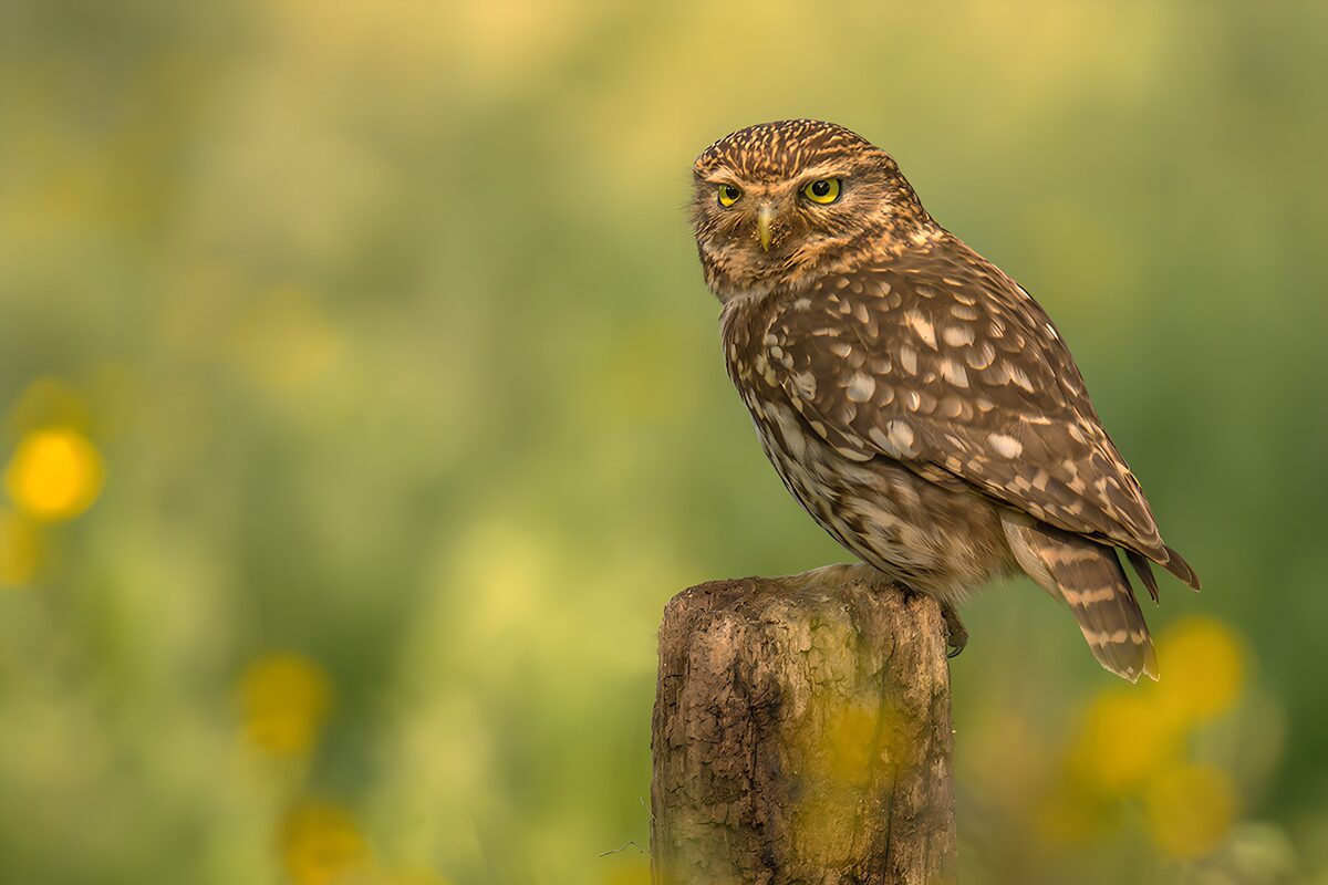 Little owl in a hush of green