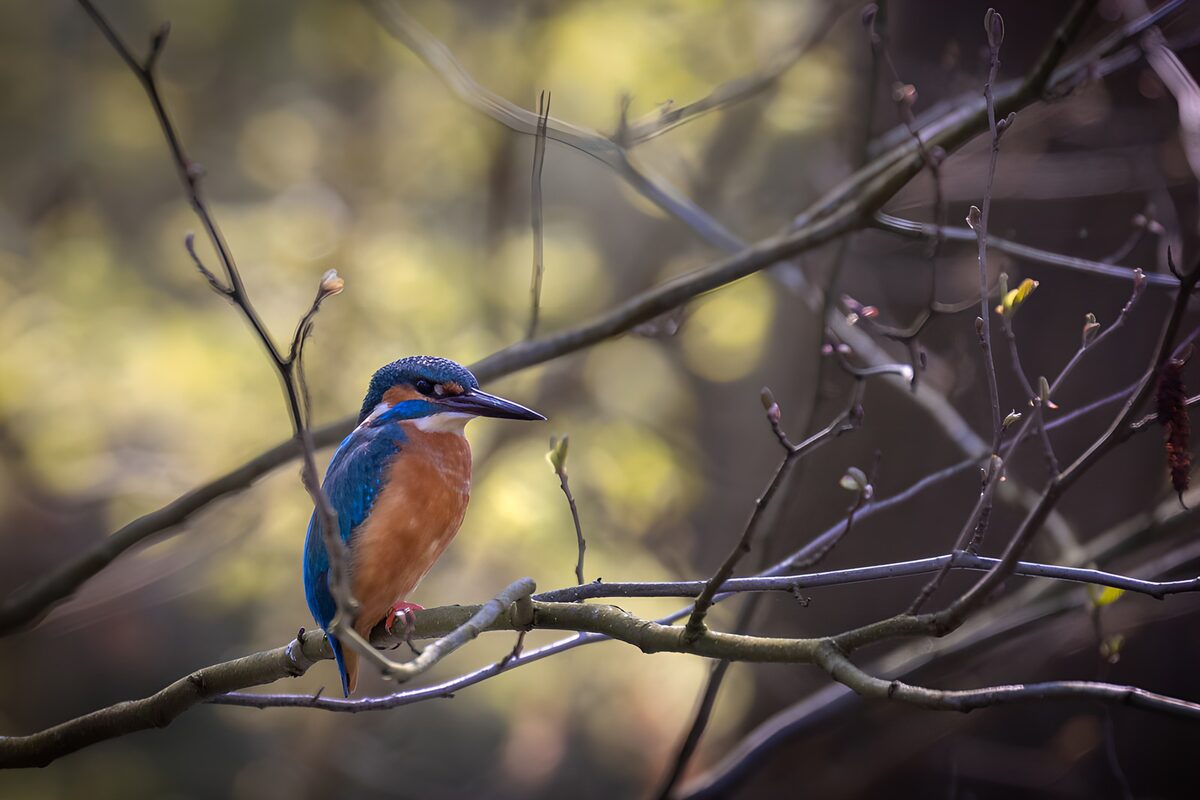 Kingfisher on a softly lit branch