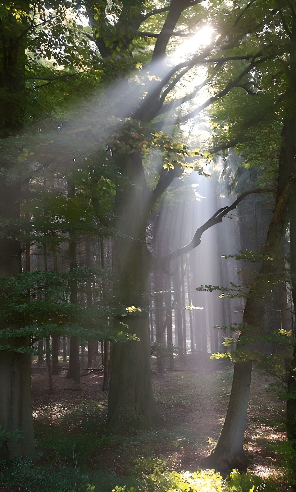 Sunbeams over a winding woodland path