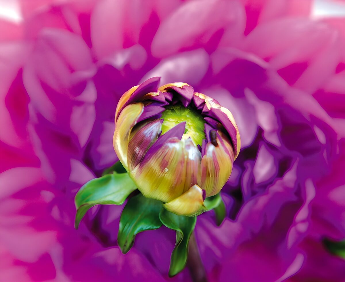 Purple flower bud in a pink haze
