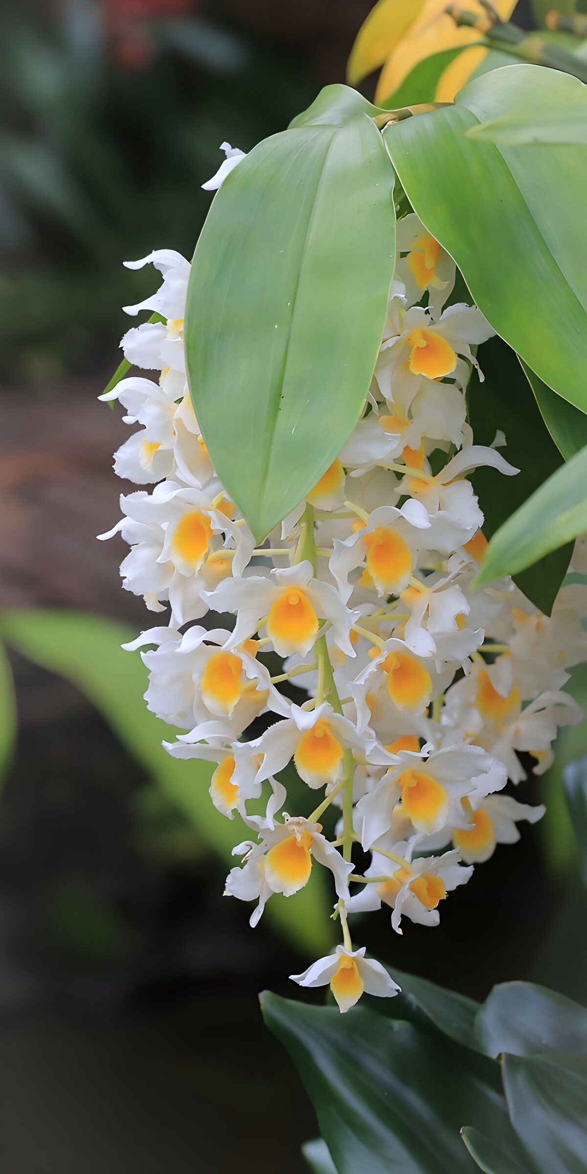 White orchids in soft green shade