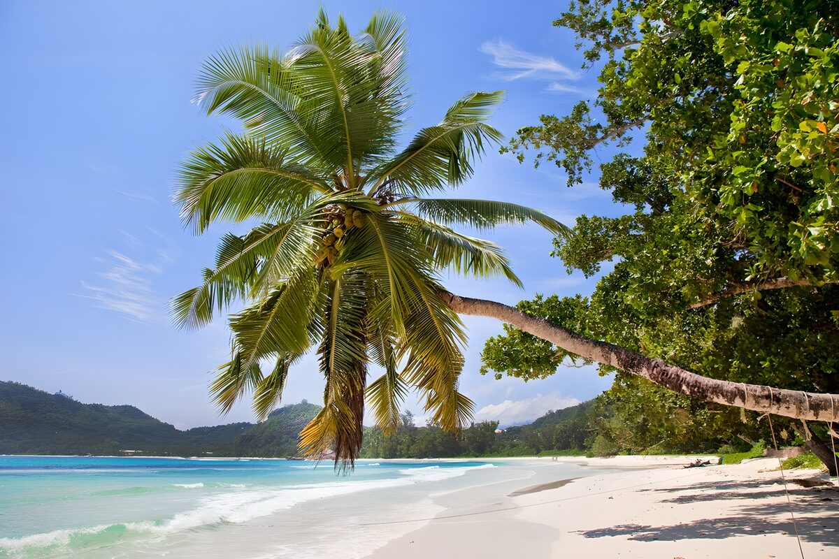 Leaning palm over a turquoise bay